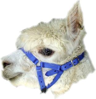 Alpaca