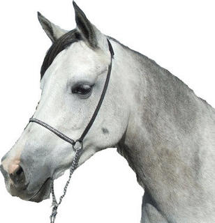 Show Halter - Braid trim nose Silver