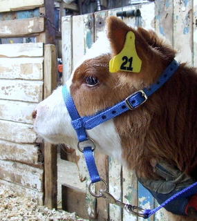 Halter - Calf Leading