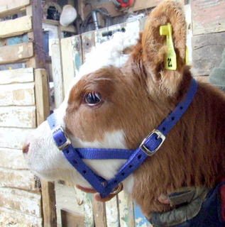 Halter - Calf Tethering 