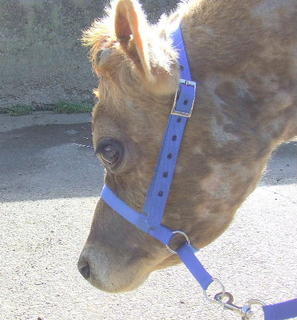 Halter - Cow leading