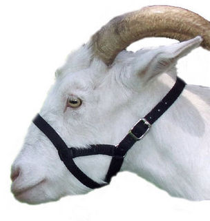 Goat