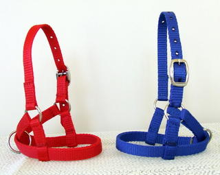 Halter - Kid goat 
