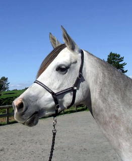 Horse - Pony