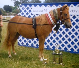 Miniature Horse