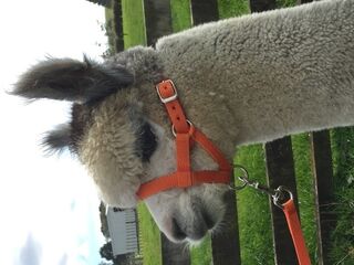 Halter - Standard Adjustable 
