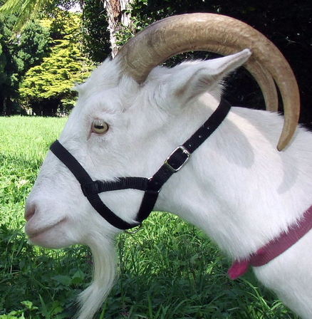 Halter - Goat standard 