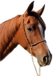 Show Halter - Braid nose bead side Gold
